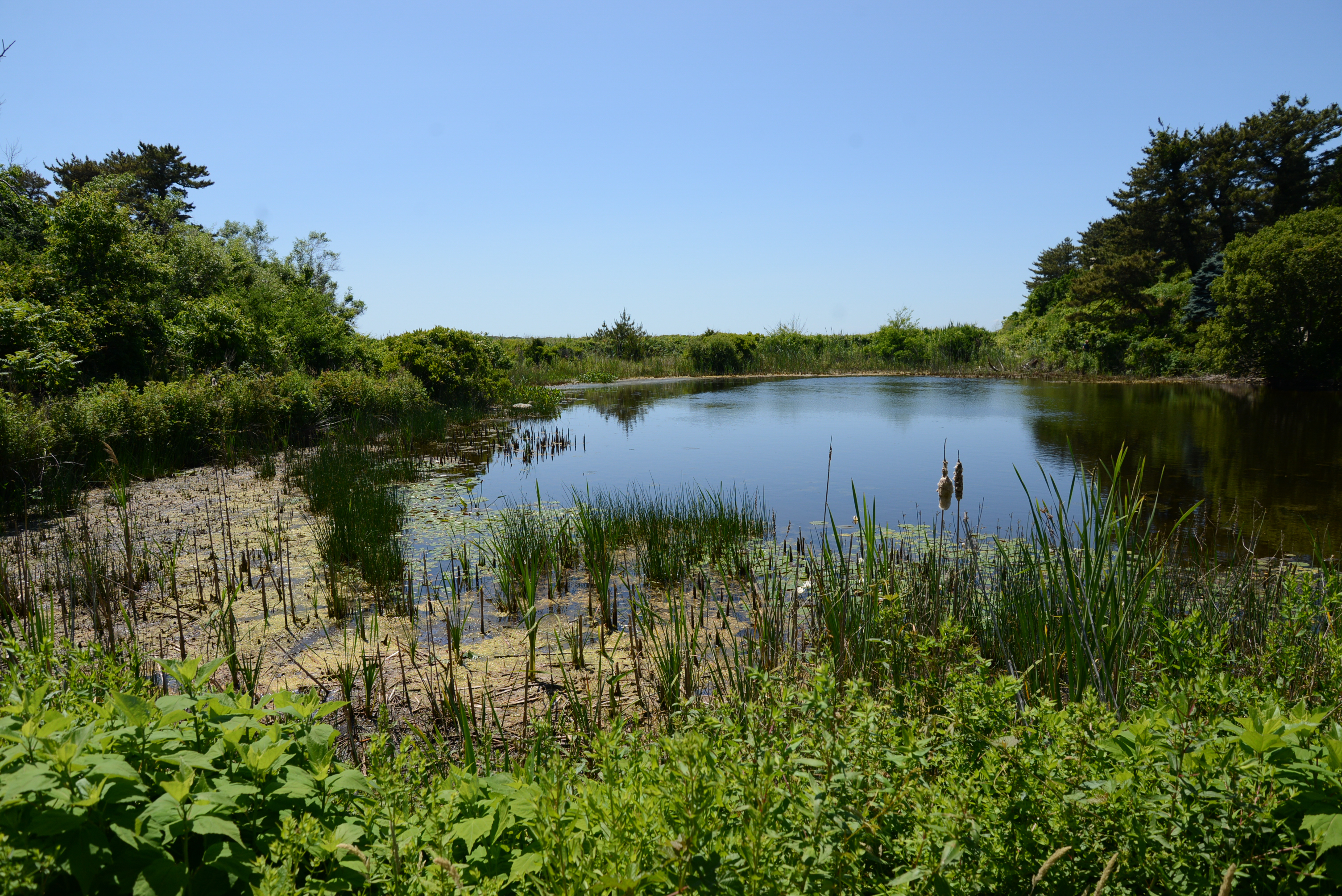 Pond