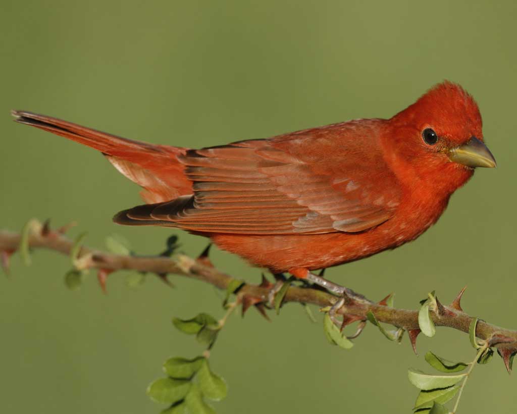 Summer_Tanager_s52-11-415_l_1