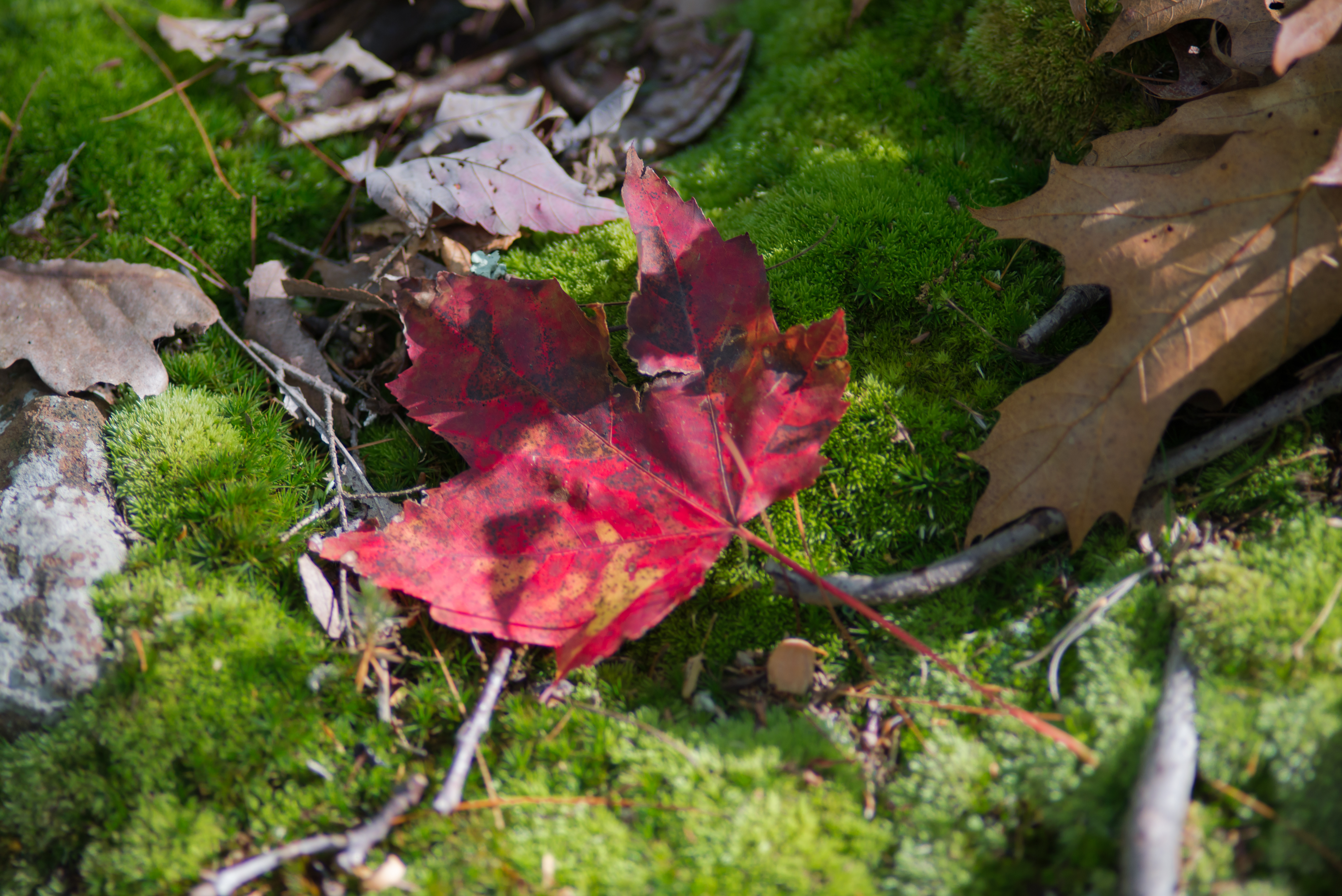 hike-4973