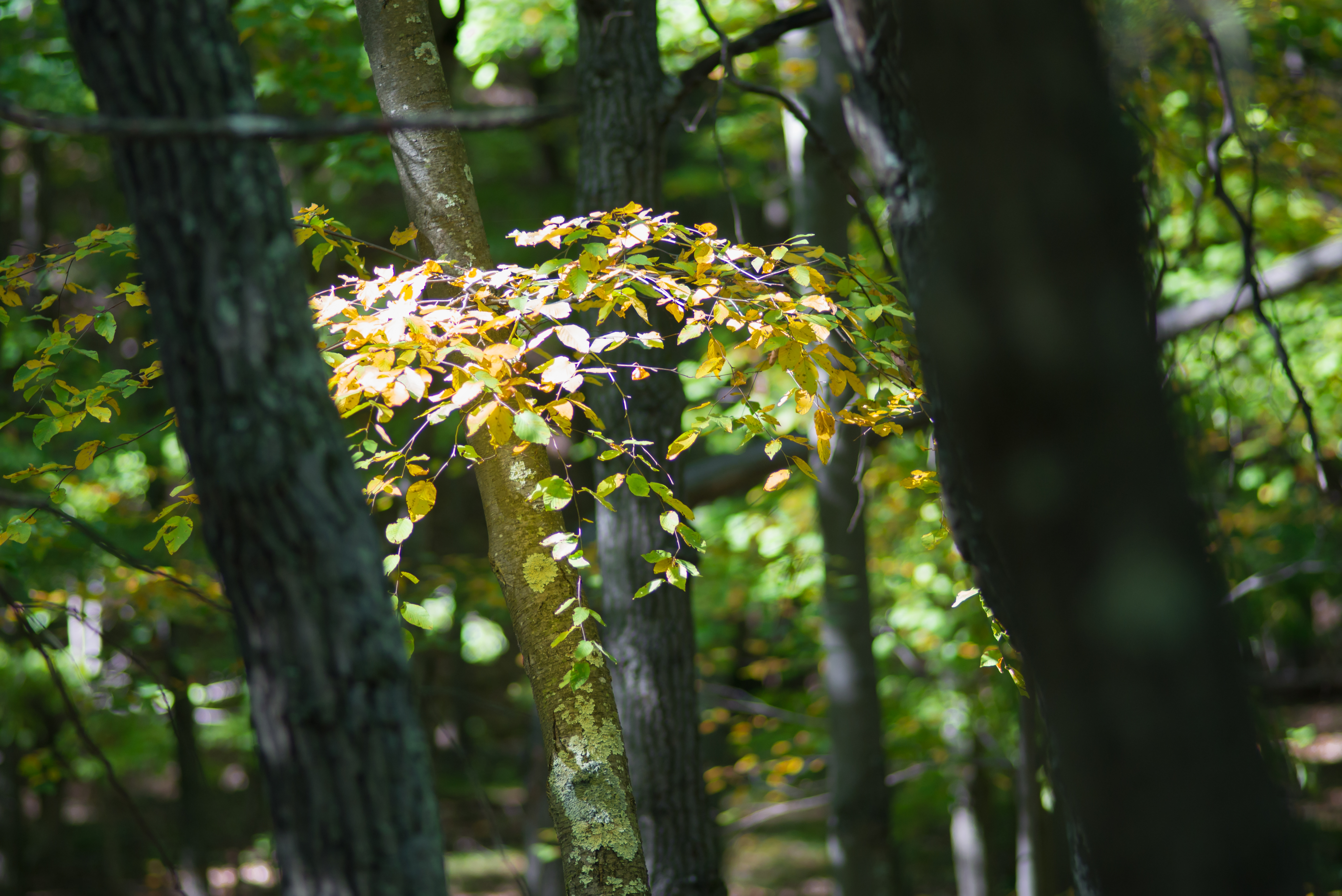 hike-4974