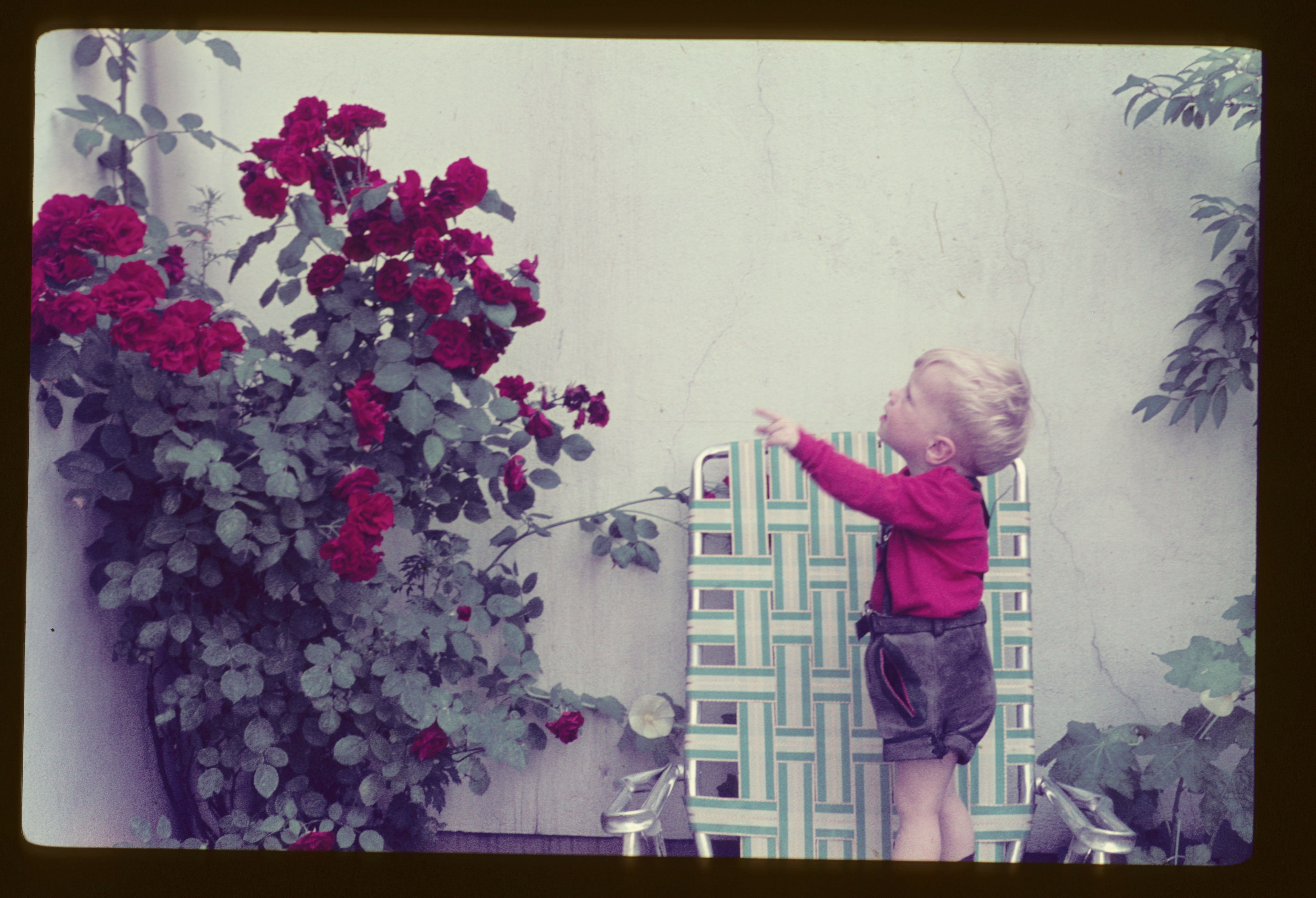 ccw & roses germany