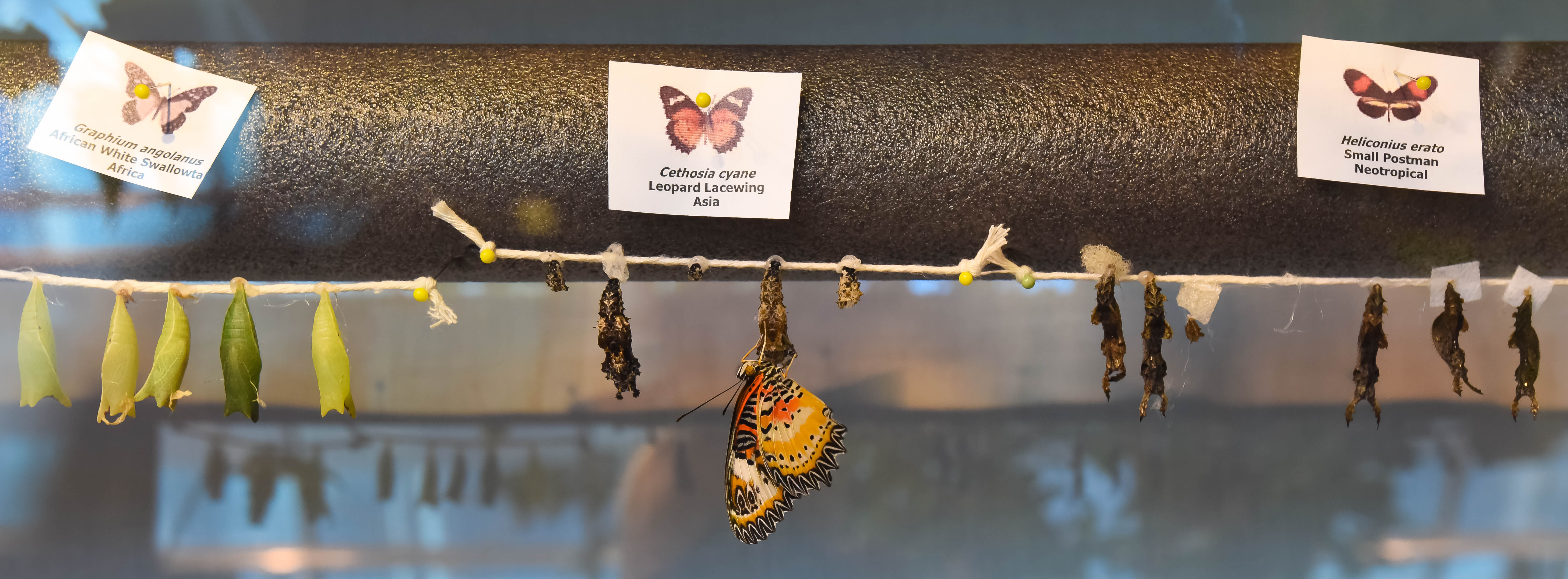 Butterfly birthing room