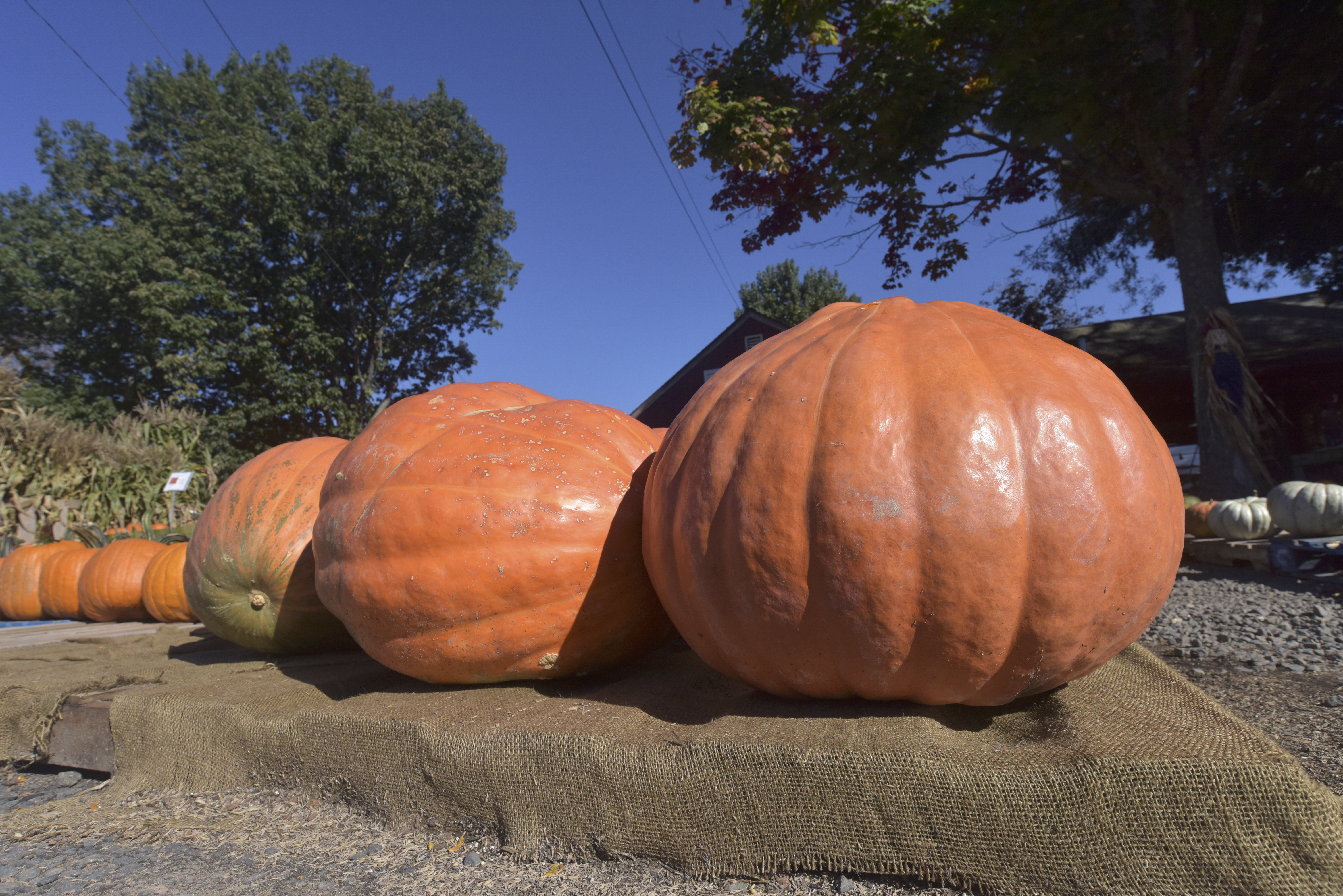 big gourds-1