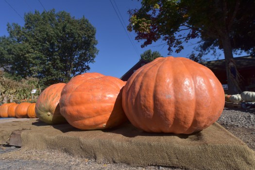 big gourds-1