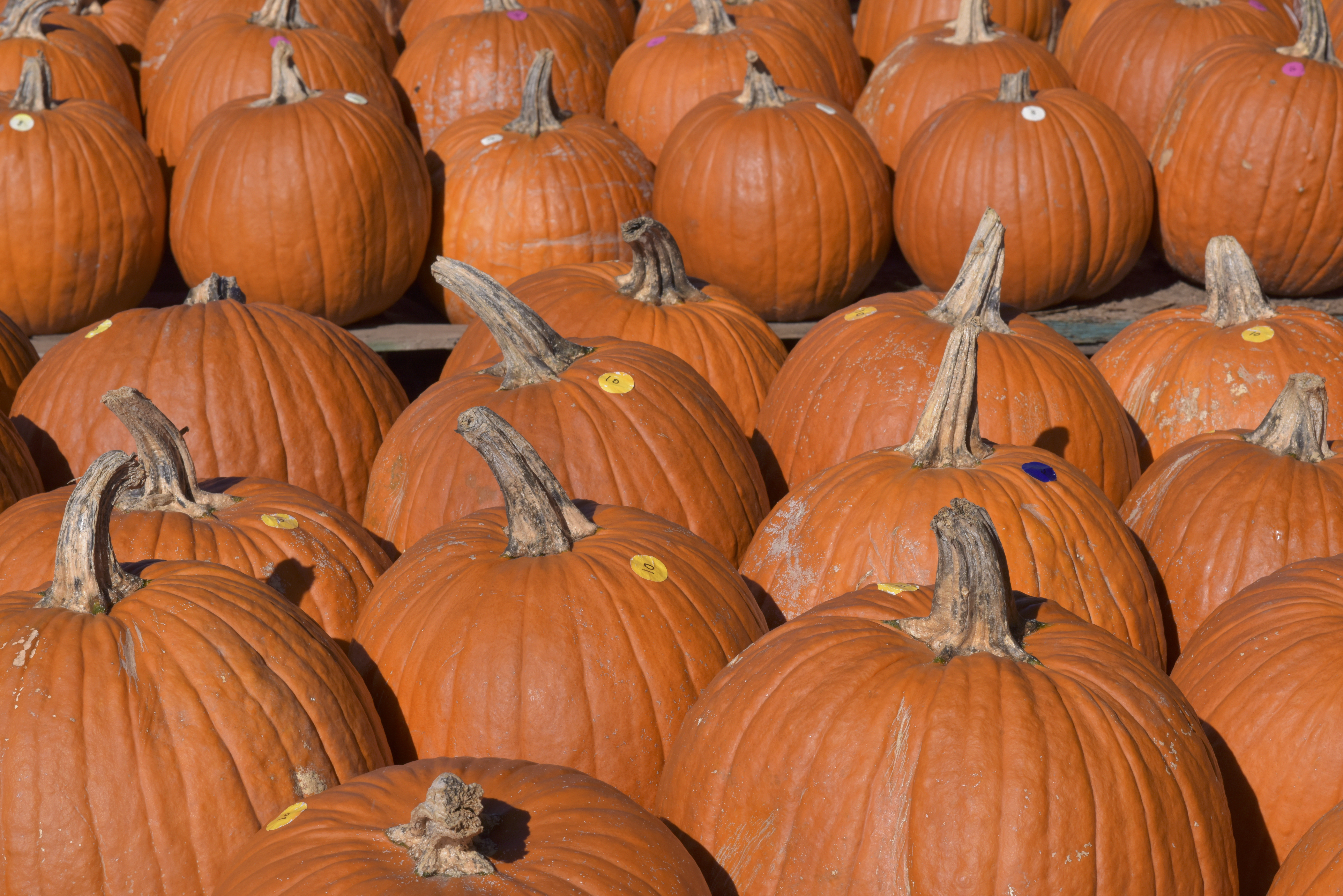 gourds-3