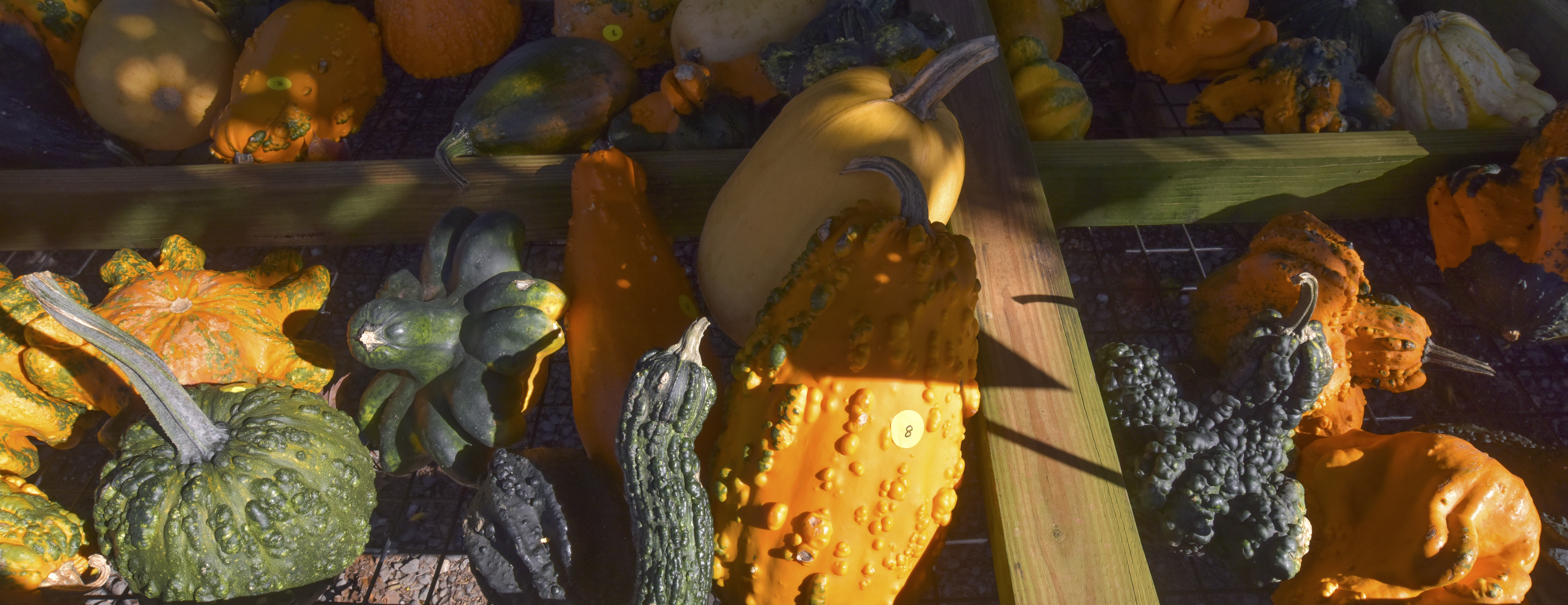 gourds-5