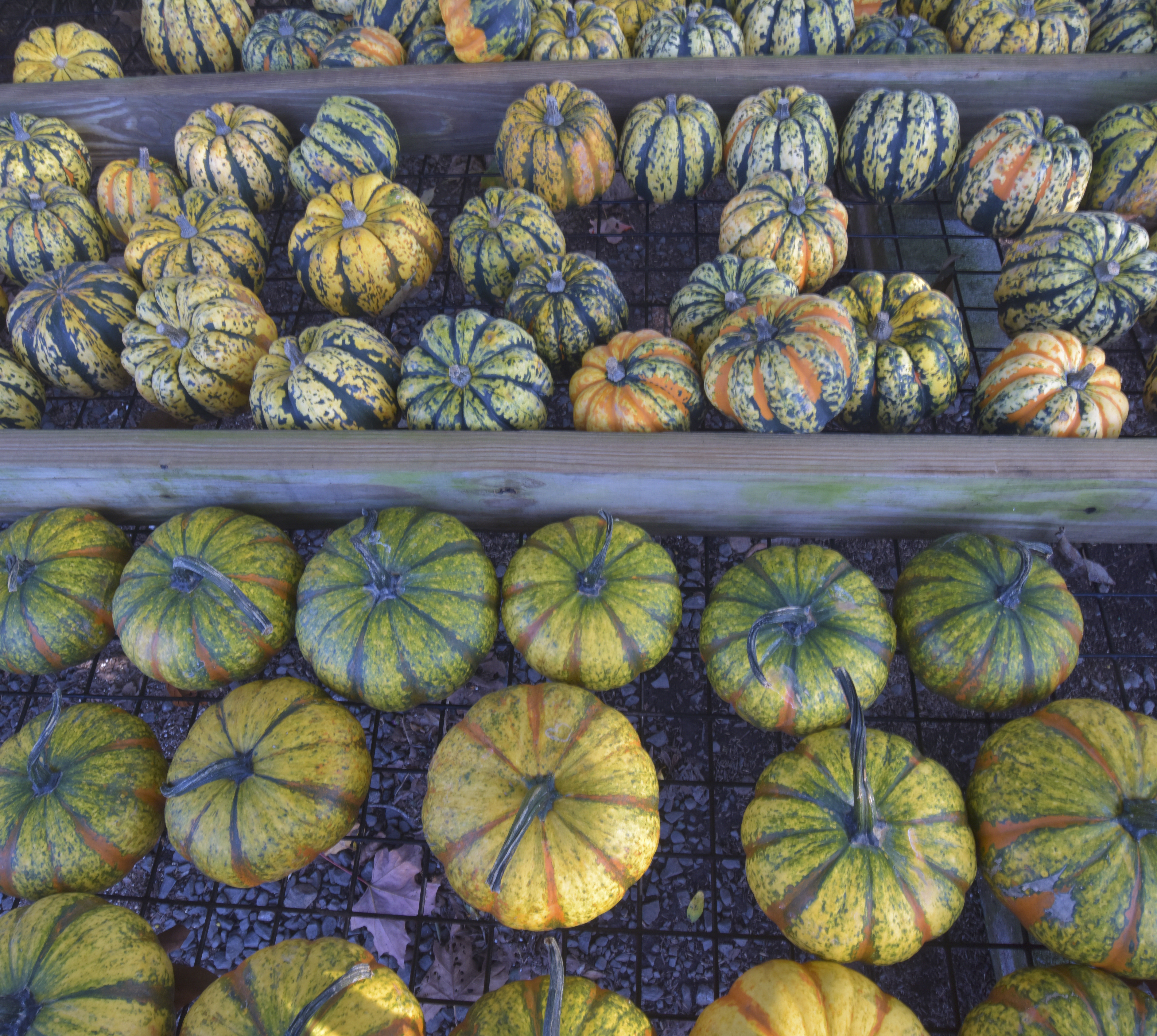 gourds-6