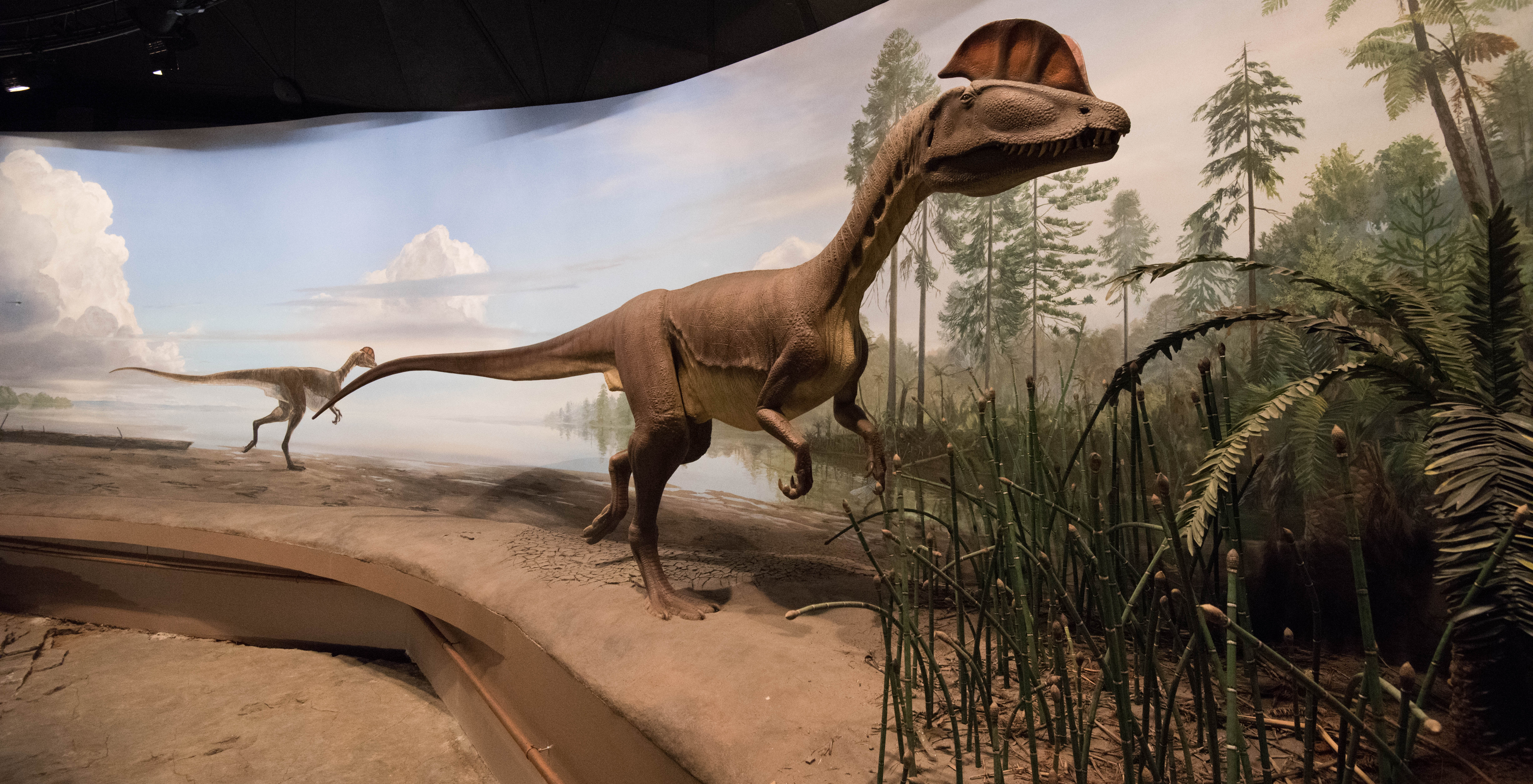 dino wide
